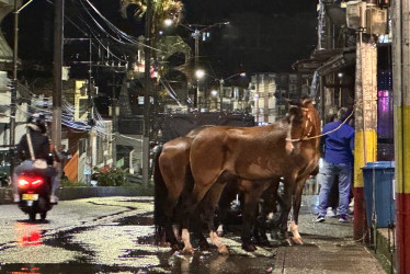 Los equinos expuestos al aguacero en horas de la noche en la avenida El Libertador de Anserma (Caldas).