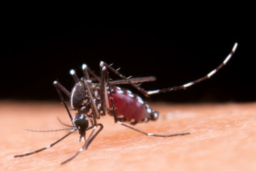 Este es el Aedes aegypti, vector que contagia el dengue.