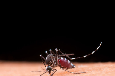 Dengue