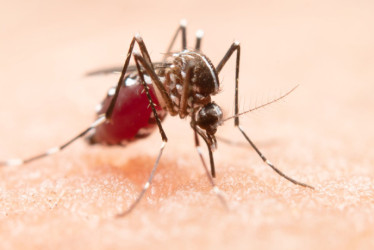El mosquito Aedes aegypti, transmisor del dengue.