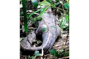 Una serpiente pitón de 5 metros de largo engulló a una mujer de 45 años en la isla de Célebes, en Indonesia.