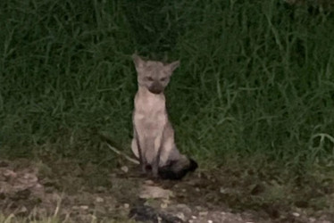 Un zorro avistado en junio en el barrio La Enea de Manizales. 