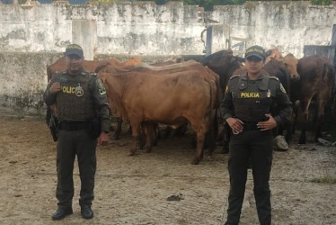 Los animales recuperados por la Policía.