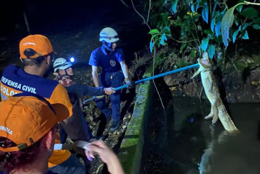 La babilla intentó huir, pero los rescatistas lograron atraparla y entregarla a Corpocaldas para su valoración.