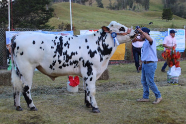 San Félix disfrutará de la tercera exposición de ganado normando. 