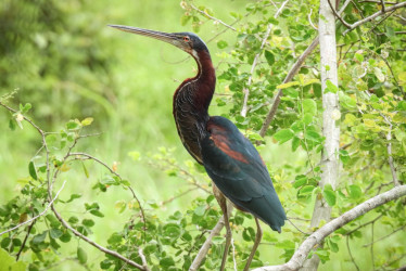 La garza agamí (Agamia agami) el 27 de junio en la charcha de Guarinocito en La Dorada (Caldas).