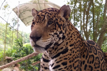 El jaguar (Panthera onca) es el felino más grande de América.