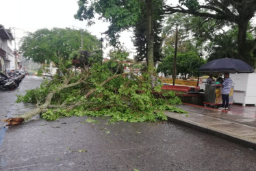 Rama de un árbol caída luego del aguacero en Riosucio (Caldas).