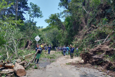 Árboles caídos y 10 familias afectadas por fuertes lluvias en Norcasia, Caldas