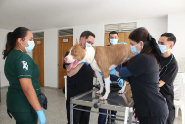 Se atendieron consultas de mascotas.