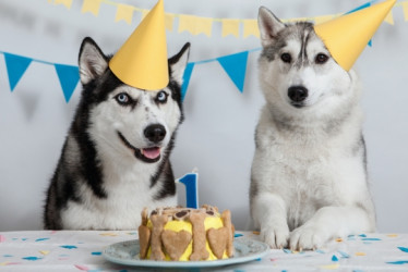 Perros celebrando su cumpleaños