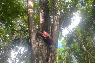 En este árbol estaba la droga