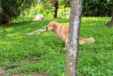 Perro haciendo popó