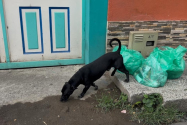 Van 26 perros y gatos envenenados en Belén de Umbría 