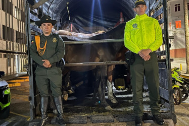 Según las autoridades, el hurto de los caballos ocurrió en la madrugada del domingo y los recuperaron en la noche de ese mismo día.