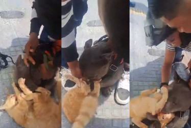 Momento en el que el dueño del perro pitbull intenta que suelte al gato en el centro de Chinchiná.