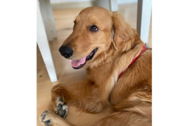 Juanjo, un golden retriever de tan solo 11 meses.