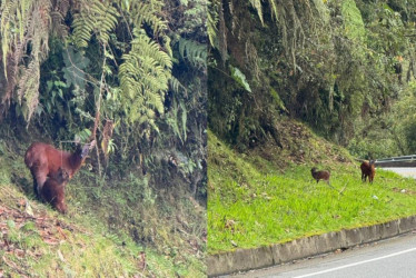 Estos fueron los dos venados que vieron en la vía Manizales - Bogotá en el Alto de Letras. 