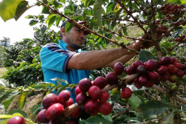 En Colombia la producción anual de 13,41 millones de sacos refleja un crecimiento del 21 % en comparación con el año anterior.