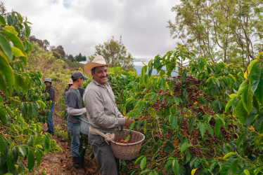 Banco de Bogotá renueva su compromiso con los cafeteros colombianos por 10 años más