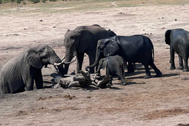 Zimbabue cuenta con una población de 100 mil habitantes.