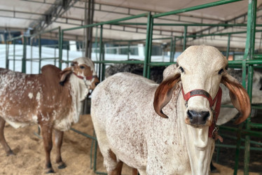 Del 13 al 15 de diciembre en el Parque Lagos de La Pradera se realizará la Feria Ganadera en Dosquebradas. 