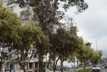 Según los residentes, las garzas afectan su entorno y la salubridad del lugar donde se asientan.