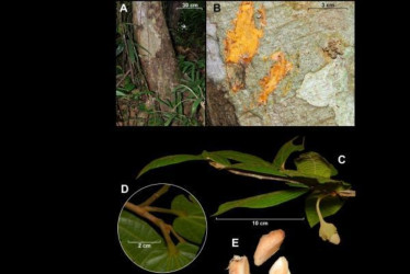 Las especies identificadas en Colombia son Matisia genesiana, Matisia mutatana y Matisia rufula, todas de la familia del algodón. 