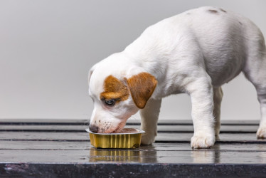 Alimentación para perros