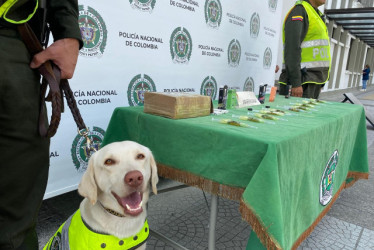 Axel, canino de la Policía de Manizales.