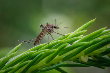 Aedes aegypti