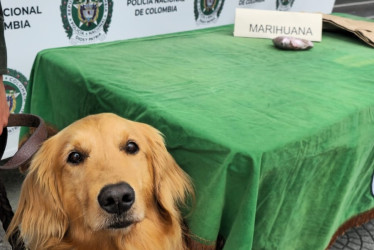 Sam detectó un paquete con cigarrillos de marihuana que provenían de Medellín y su destino era Manizales.