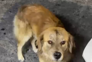 El Mono es un perro callejero querido por la comunidad en Aranjuez. Desconocen su suerte.