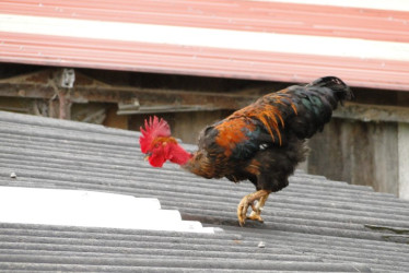 Al segundo día sobre el tejado el gallo picoteaba los techos tratando de encontrar alimento.