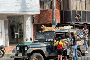 El perro sobre el capacete de un campero en Anserma (Caldas).