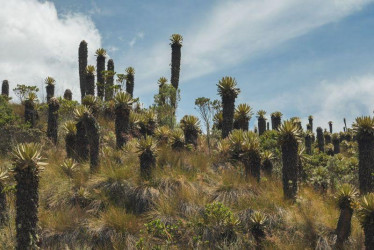 El pico y placa en la vía Manizales-Murillo se aplica durante las 24 horas de los fines de semana y festivos. Vea las placas que pueden circular este fin de semana (22 y 23 de febrero del 2025).