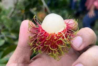 El fruto es carnoso y dulce, con una semilla central. 