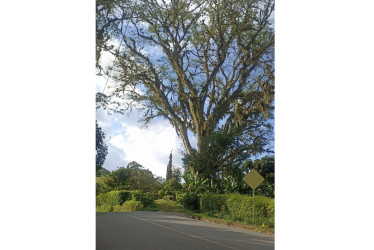 Sitio donde se realizará la poda del árbol en Palestina (Caldas).