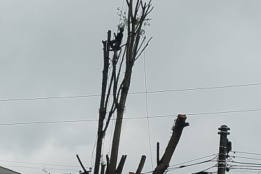 Foto | Cortesía | LA PATRIA  Este es árbol que preocupaba a la comunidad.