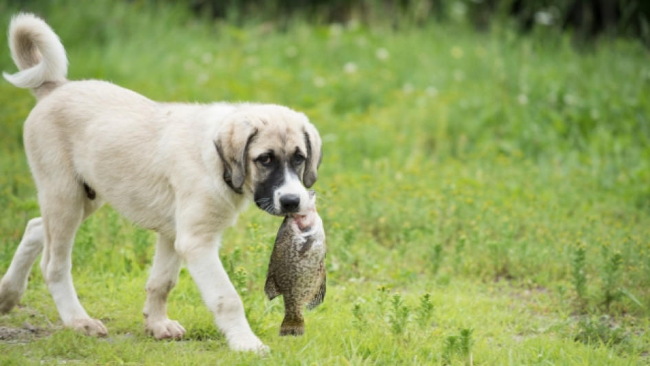 qué tipo de pescado es seguro para los perros