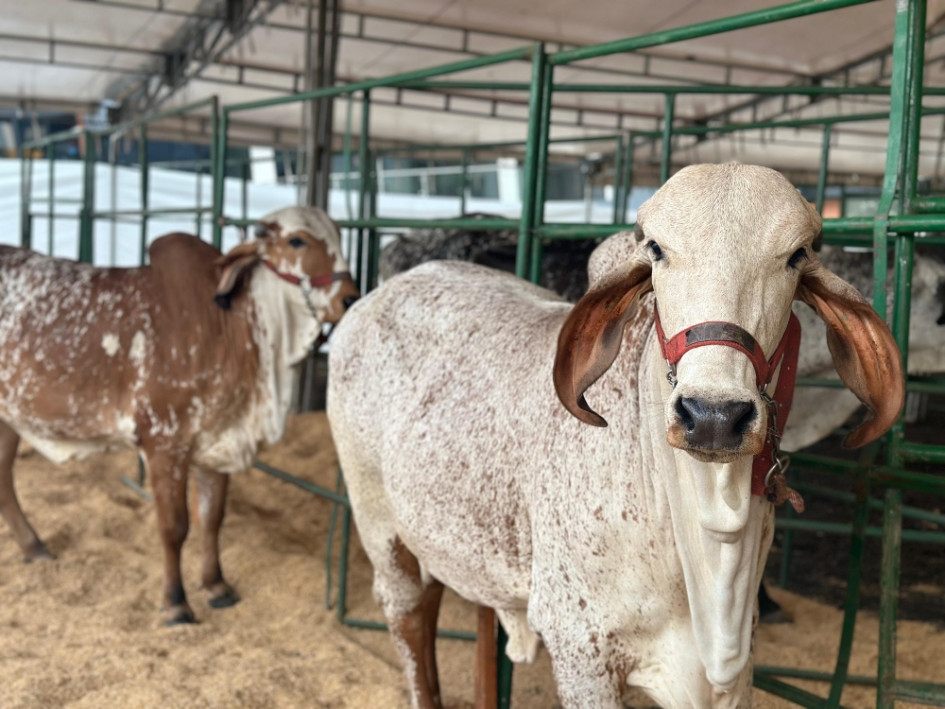 El fin de semana habrá Feria ganadera en Dosquebradas por las Fiestas del Progreso