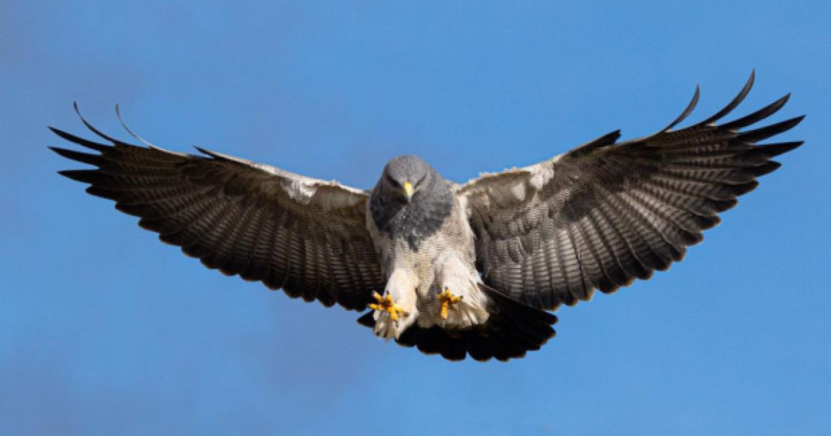 Águila real de montaña