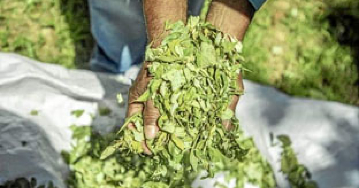 Expertos Se Reúnen Para Desmitificar La Hoja De Coca