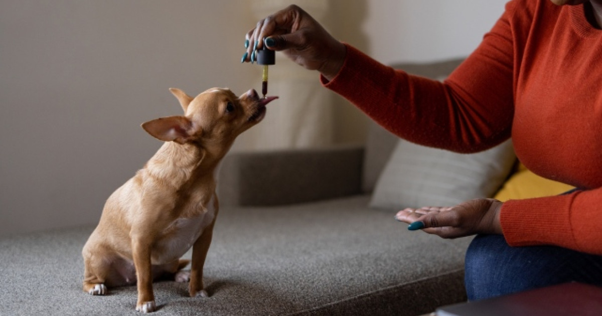 cada cuanto se debe despulpar y desparasitar a un cachorro