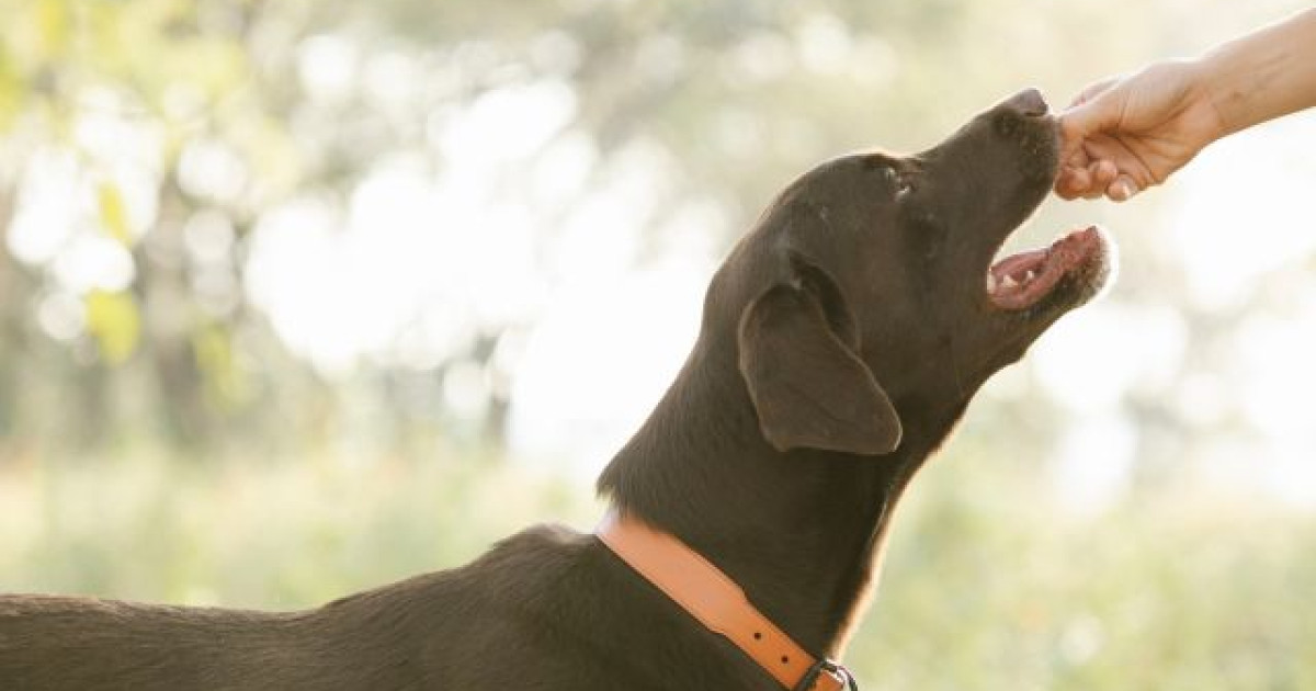 los perros pueden comer cascara de limon