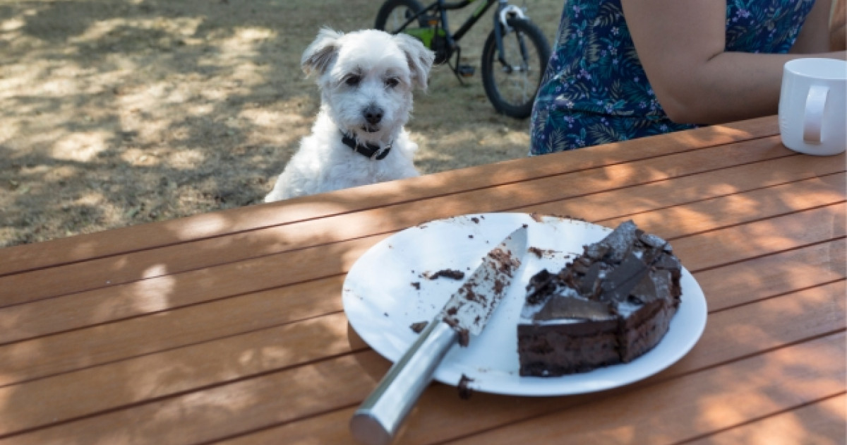 cómo puedo saber si mi perro tiene intoxicación por chocolate